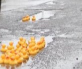 Pothole Ducks